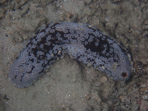 Bohadschia argus observed 2026-10-18