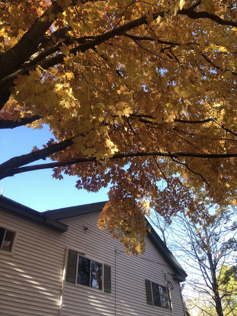 A photograph from Oct 21, 2026 near Camden Hills State Park, where the observer’s point is approximate.