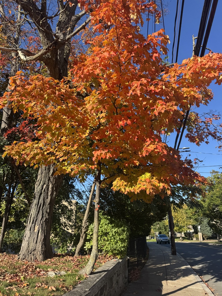 A photograph from Oct 20, 2026 near Mount Auburn Cemetery, where the observer’s point is approximate.