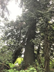 Picea sitchensis