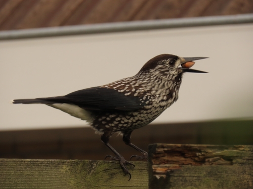 Northern Nutcracker, Leeuwarderadeel, NL-FR, NL, photo 8 of 10