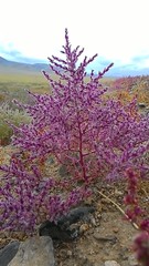 Corispermum declinatum