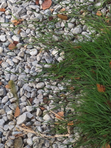 Agrostis stolonifera observed 2026-10-19