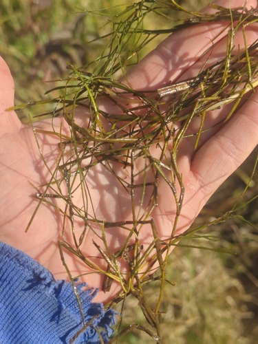 Stuckenia pectinata observed 2026-10-19