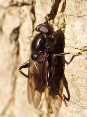 Chalcosyrphus