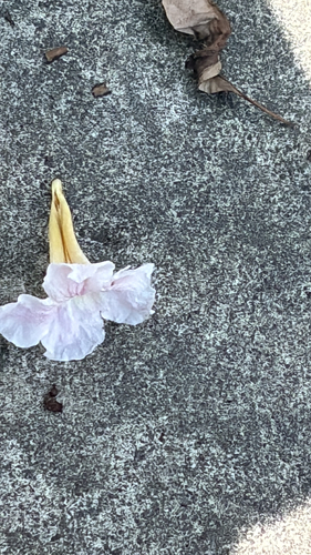 Tabebuia heterophylla observed 2026-10-21