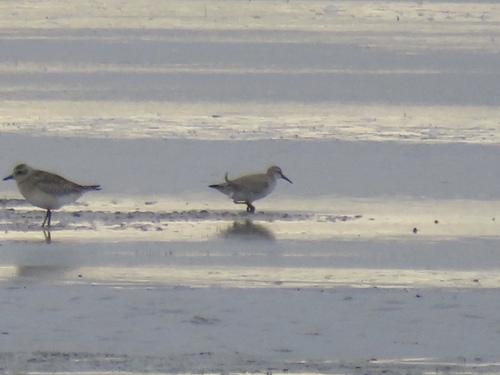 iNaturalist image