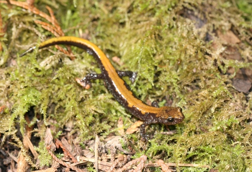 Coeur d'Alene Salamander
