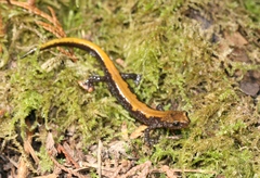 Plethodon idahoensis