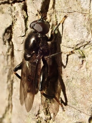 Chalcosyrphus