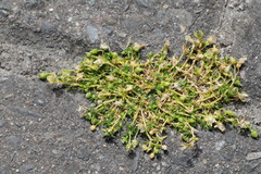 Sagina procumbens