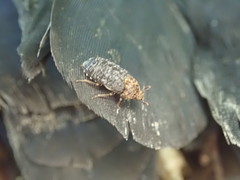Dermestes undulatus