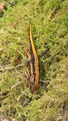 Plethodon idahoensis