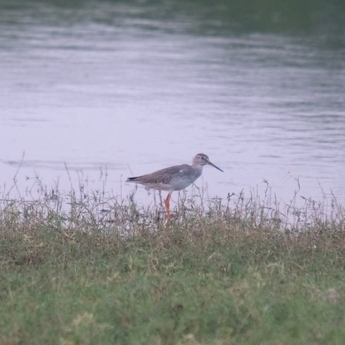 iNaturalist image