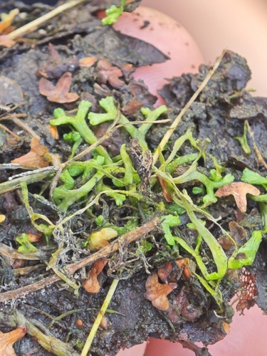 Riccia fluitans observed 2026-10-19