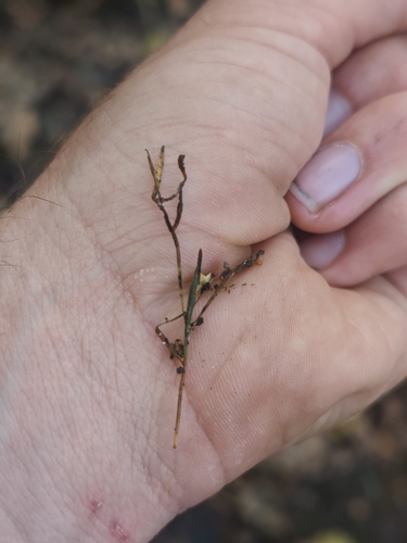 Potamogeton berchtoldii, 2026-10-19