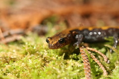 Plethodon idahoensis