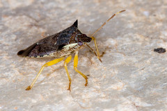 Podisus nigrispinus