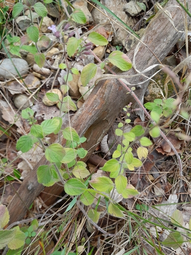 Lesser Calamint