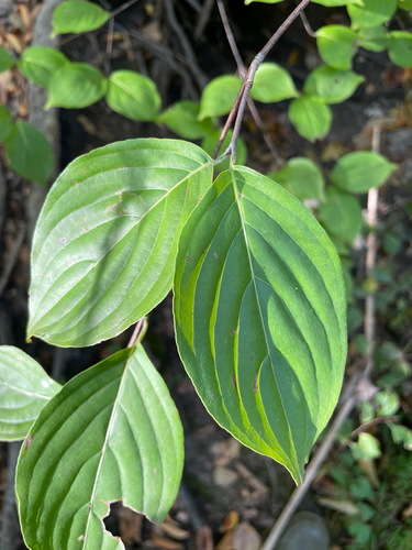 Cornus kousa observed 2026-10-20