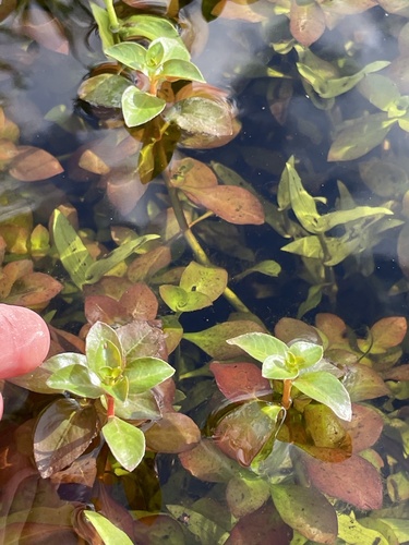 Ludwigia repens observed 2026-10-21