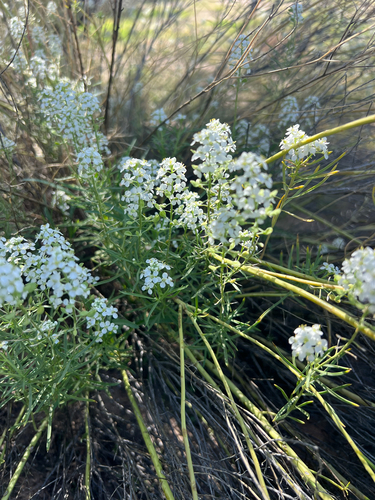 Mesa Pepperwort