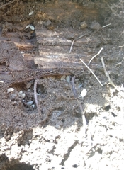 Platyarthrus hoffmannseggii