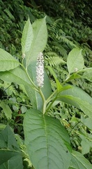 Phytolacca japonica