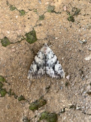 Catocala lineella