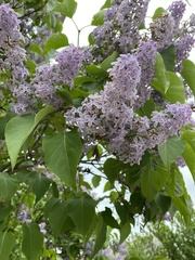 Syringa vulgaris