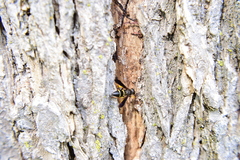 Ancistrocerus spinolae