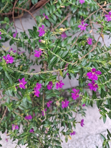 Cuphea hyssopifolia observed 2026-10-21