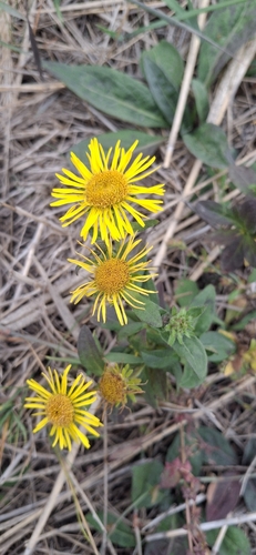 Pentanema britannicum observed 2026-10-21