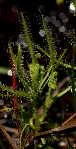 Drosera indica observed 2026-10-21