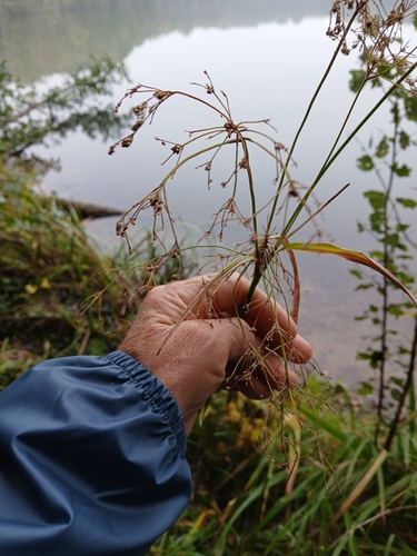 Scirpus sylvaticus, 2026-10-21