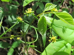 Thaspium trifoliatum