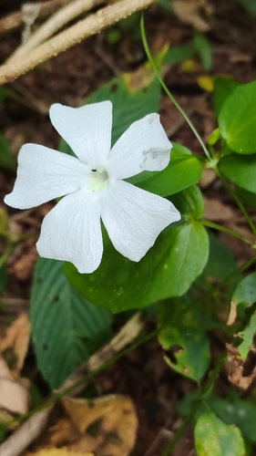 Thunbergia fragrans observed 2026-10-17