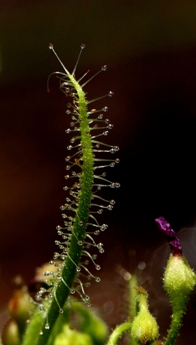 Drosera indica observed 2026-10-21