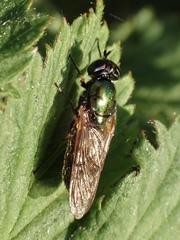 Chloromyia formosa