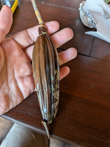 Ceiba pentandra observed 2026-10-21