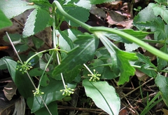 Thaspium trifoliatum