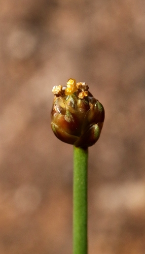 Xyris pauciflora observed 2026-10-21