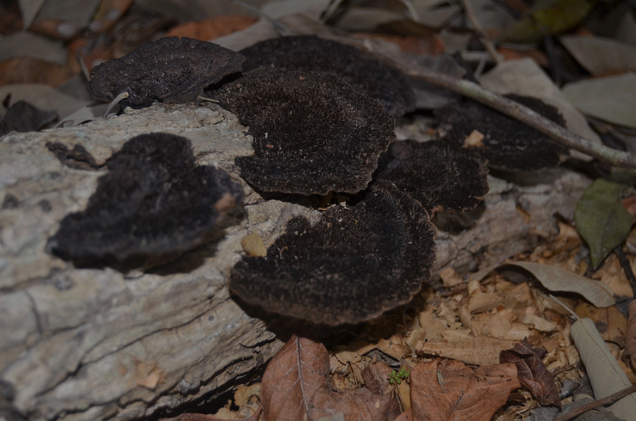 Hexagonia hydnoides image