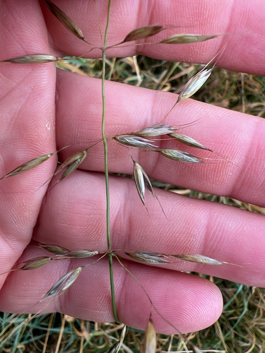 Arrhenatherum elatius observed 2026-10-21