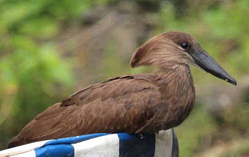 iNaturalist image