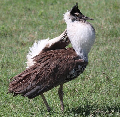 iNaturalist image