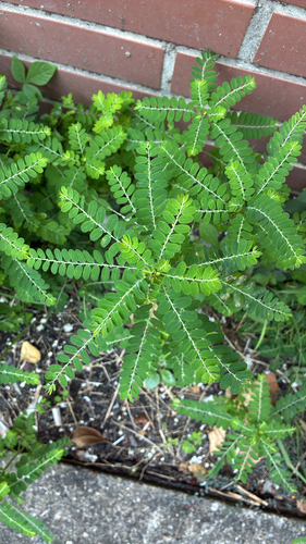 Phyllanthus amarus observed 2026-10-15