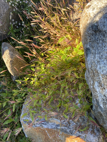 Arthraxon hispidus observed 2026-10-21
