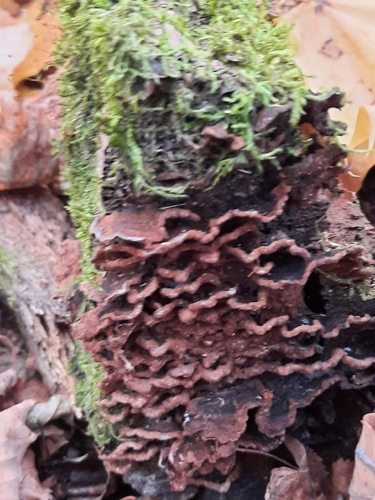 Hymenochaete rubiginosa, 2026-10-21
