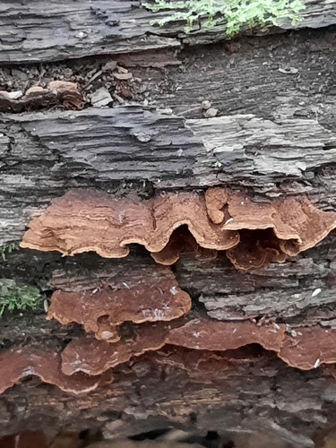 Hymenochaete rubiginosa observed 2026-10-21